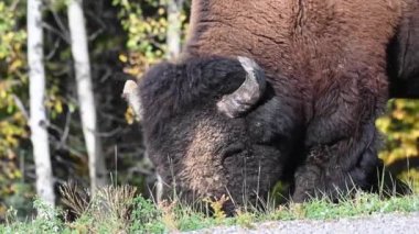 Bizon Kanada 'nın vahşi doğasında