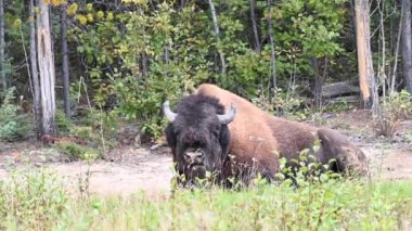 Bizon Kanada 'nın vahşi doğasında