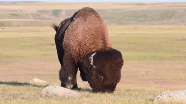 Bizon Kanada 'nın vahşi doğasında