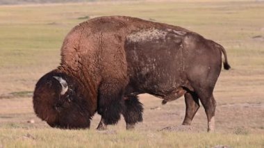 Bizon Kanada 'nın vahşi doğasında