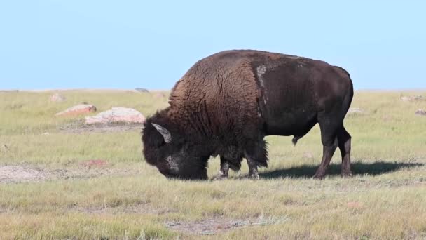 Bisonte Desierto Canadiense — Vídeos de Stock
