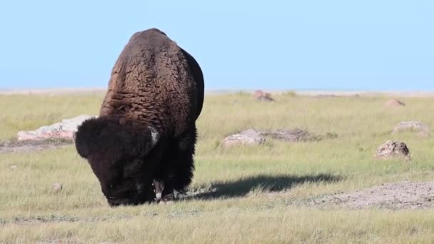 Bison Nella Natura Selvaggia Canadese — Video Stock