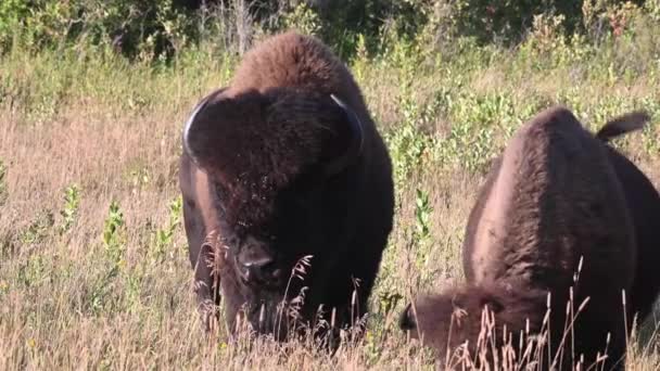 Bizon Kanadské Divočině — Stock video