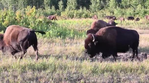 Bisons Der Kanadischen Wildnis — Stockvideo