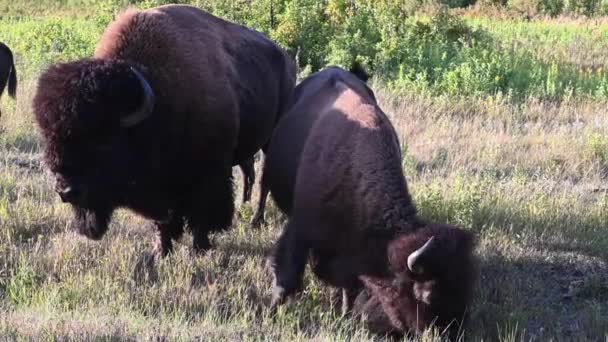 Bison Dans Nature Sauvage Canadienne — Video