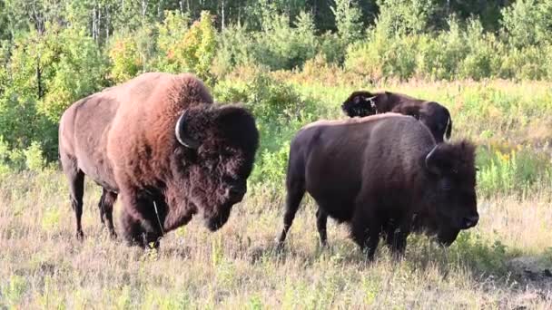 Bison Dans Nature Sauvage Canadienne — Video