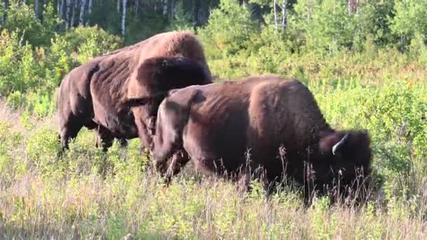 Bizon Kanadské Divočině — Stock video