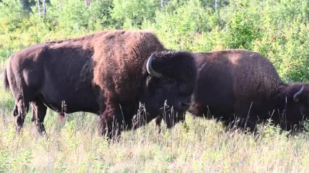 Bisons Der Kanadischen Wildnis — Stockvideo