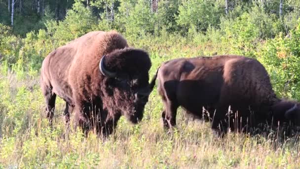 Bison Canadese Wildernis — Stockvideo