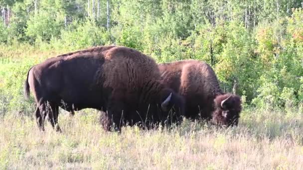 Bison Canadian Wilderness — Stock Video