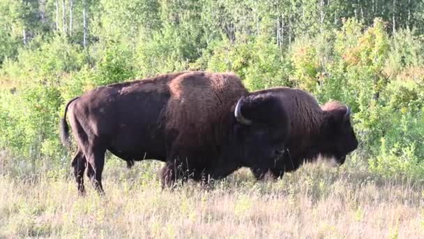 Bison Dans Nature Sauvage Canadienne — Video