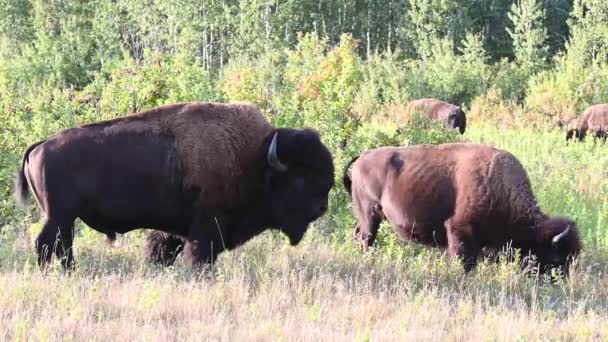 Bison Canadese Wildernis — Stockvideo