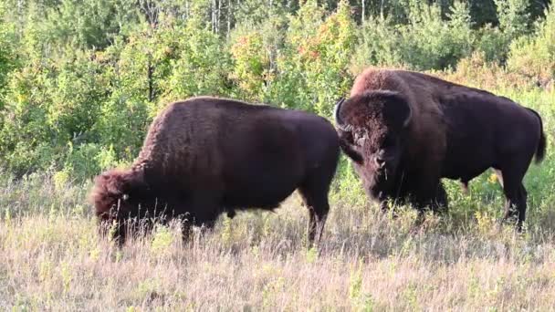 Bison Padang Gurun Kanada — Stok Video