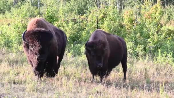 Bizon Kanadské Divočině — Stock video