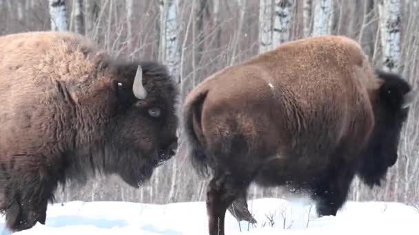 Bison Nella Natura Selvaggia Canadese — Video Stock