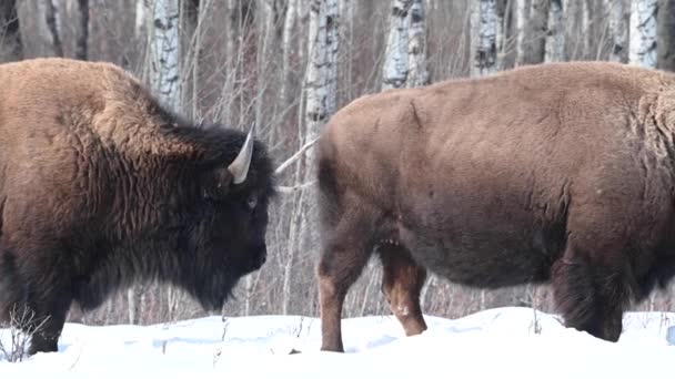 Bison Canadian Wilderness — Stock Video