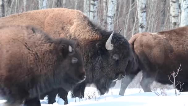 Bison Dans Nature Sauvage Canadienne — Video