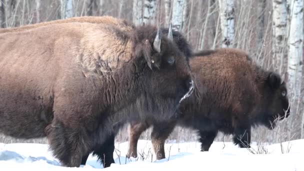 Bison Canadian Wilderness — Stock Video