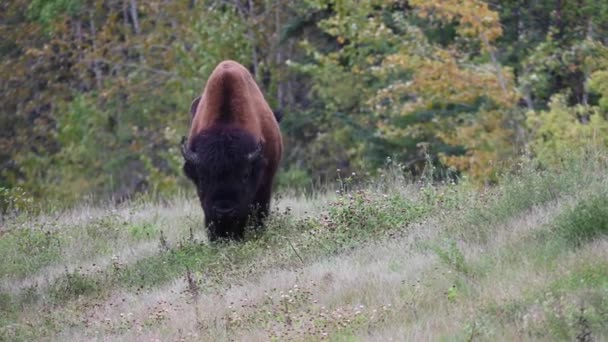 Bison Dans Nature Sauvage Canadienne — Video