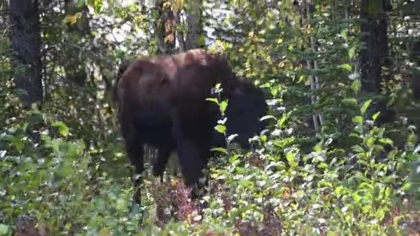 Bison Canadese Wildernis — Stockvideo