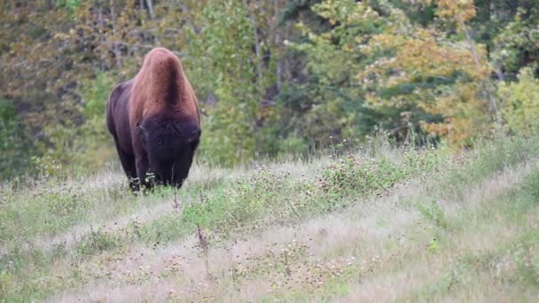 Bison Dans Nature Sauvage Canadienne — Video
