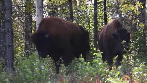 Βίσονες Στην Καναδική Άγρια Φύση — Αρχείο Βίντεο