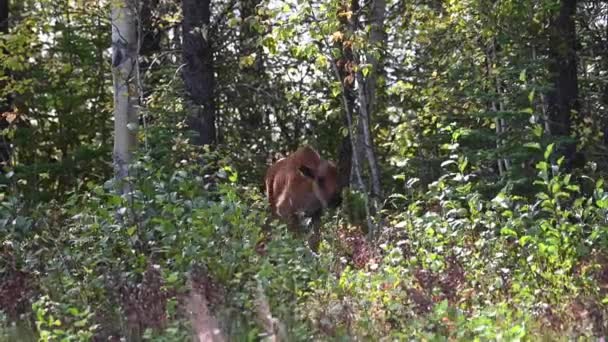 Bisons Der Kanadischen Wildnis — Stockvideo