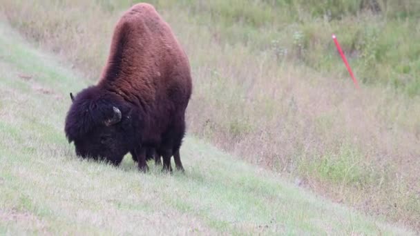 Bison Canadian Wilderness — Stock Video