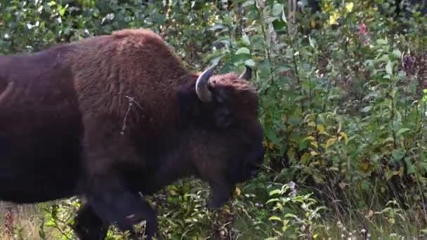 Bison Canadese Wildernis — Stockvideo