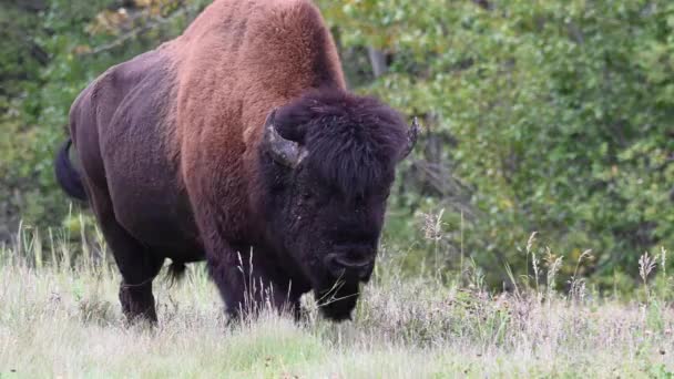 Bisons Der Kanadischen Wildnis — Stockvideo