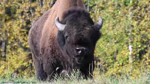 Bisons Der Kanadischen Wildnis — Stockvideo