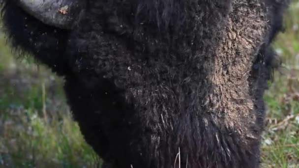 Bison Den Canadiske Ørken – Stock-video