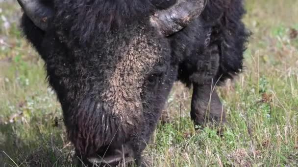 Bisons Der Kanadischen Wildnis — Stockvideo