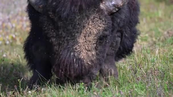 Bison Canadese Wildernis — Stockvideo