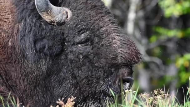 Bisons Der Kanadischen Wildnis — Stockvideo