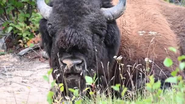 Bisons Der Kanadischen Wildnis — Stockvideo