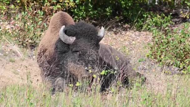 Bisons Der Kanadischen Wildnis — Stockvideo