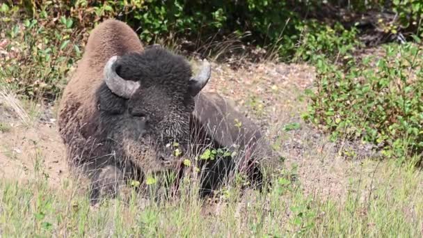 Bison Dans Nature Sauvage Canadienne — Video