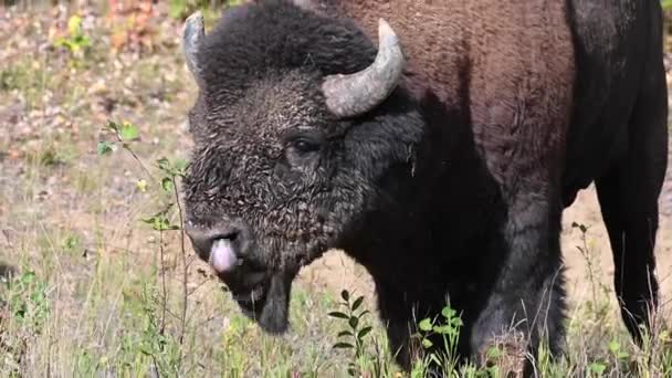 Bisons Der Kanadischen Wildnis — Stockvideo