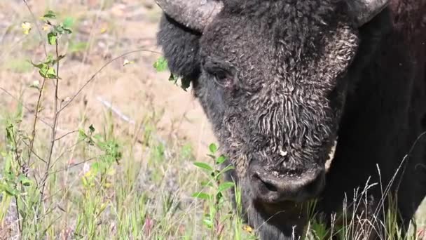 Bison Canadese Wildernis — Stockvideo