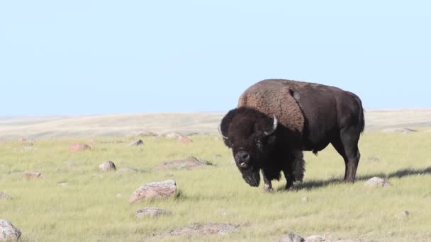 Bison ในถ นดารแคนาดา — วีดีโอสต็อก