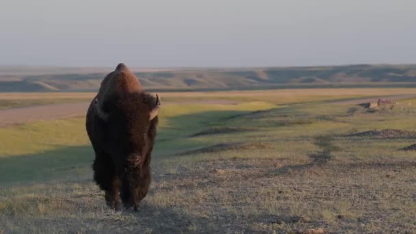 Bisão Deserto Canadense — Vídeo de Stock