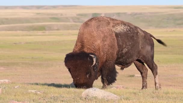 Bison Canadian Wilderness — Stock Video