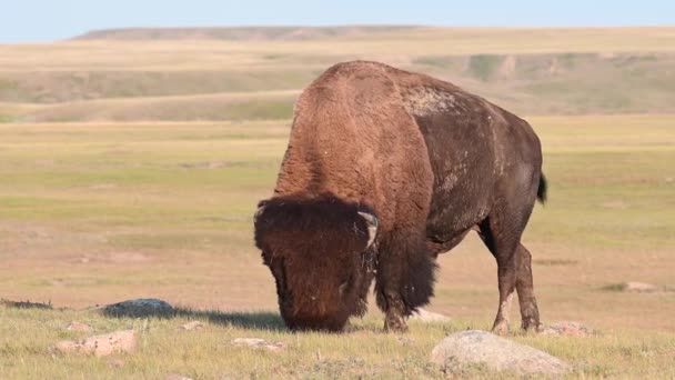 加拿大荒野中的野牛 — 图库视频影像