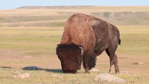 Bisão Deserto Canadense — Vídeo de Stock