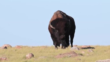 Bizon Kanada 'nın vahşi doğasında