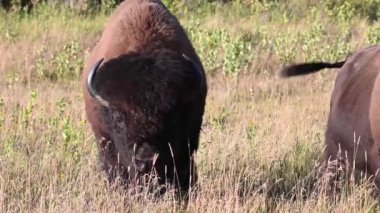 Bizon Kanada 'nın vahşi doğasında