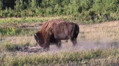 Bizon Kanada 'nın vahşi doğasında