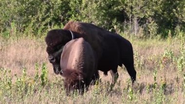 Bizon Kanada 'nın vahşi doğasında