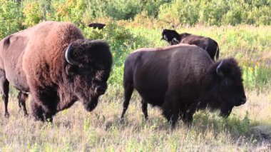 Bizon Kanada 'nın vahşi doğasında